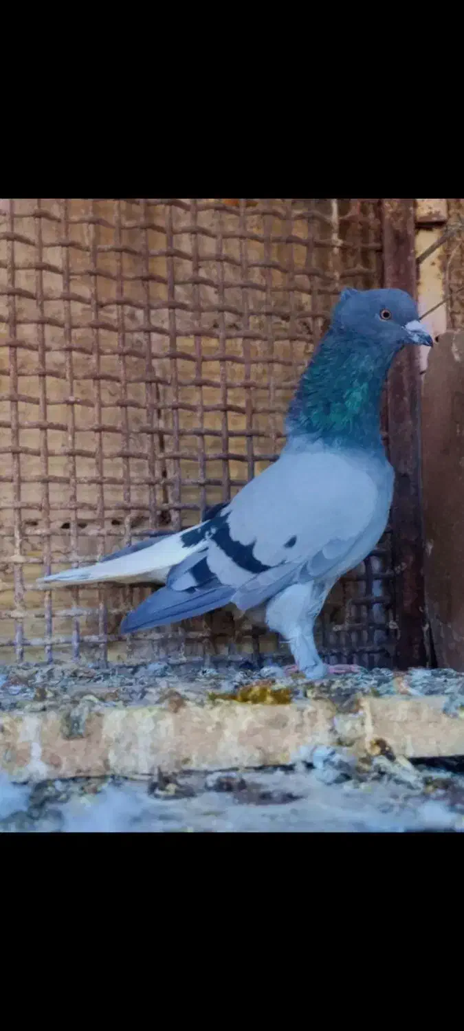 مجسمه کفتر|مجسمه، تندیس، ماکت|زابل, |دیوار