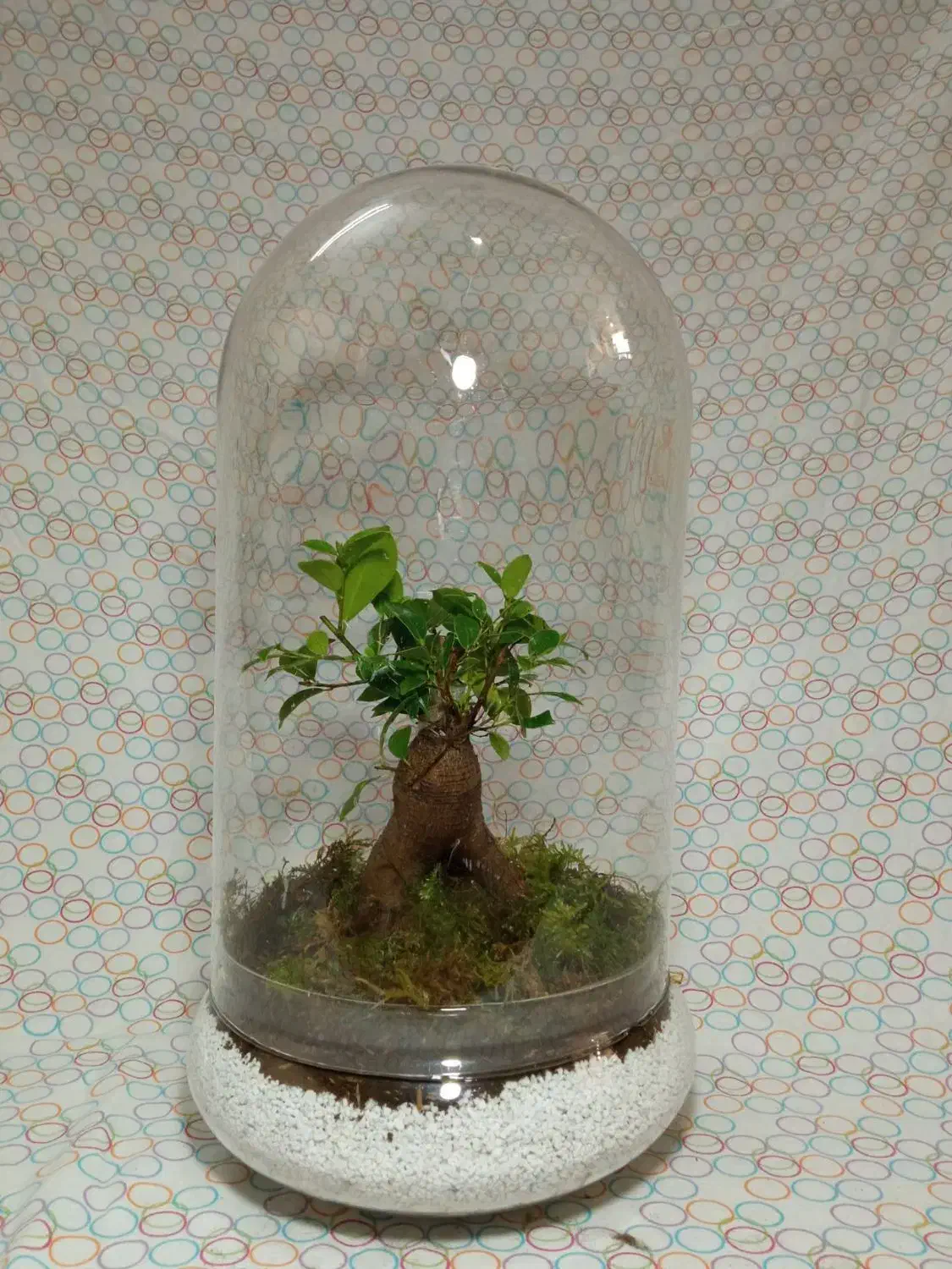 گل طبیعی|گل و گیاه طبیعی|زاهدان, |دیوار