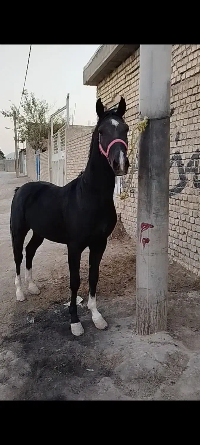 اسب نریان مشکی ۴نشون|اسب و تجهیزات اسبسواری|خمینیشهر, |دیوار