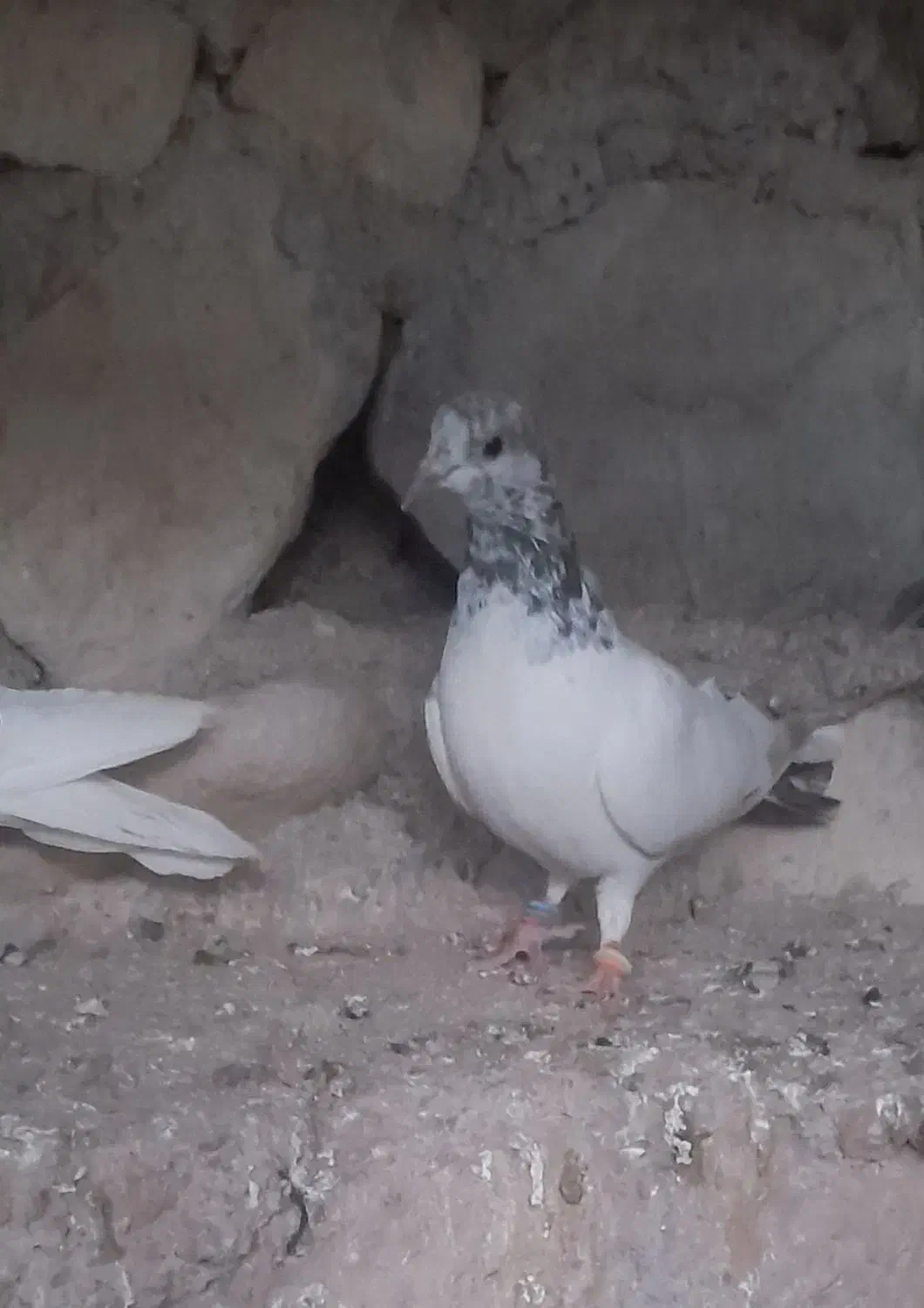 یک عدد کله ای|پرنده|بندرعباس, |دیوار