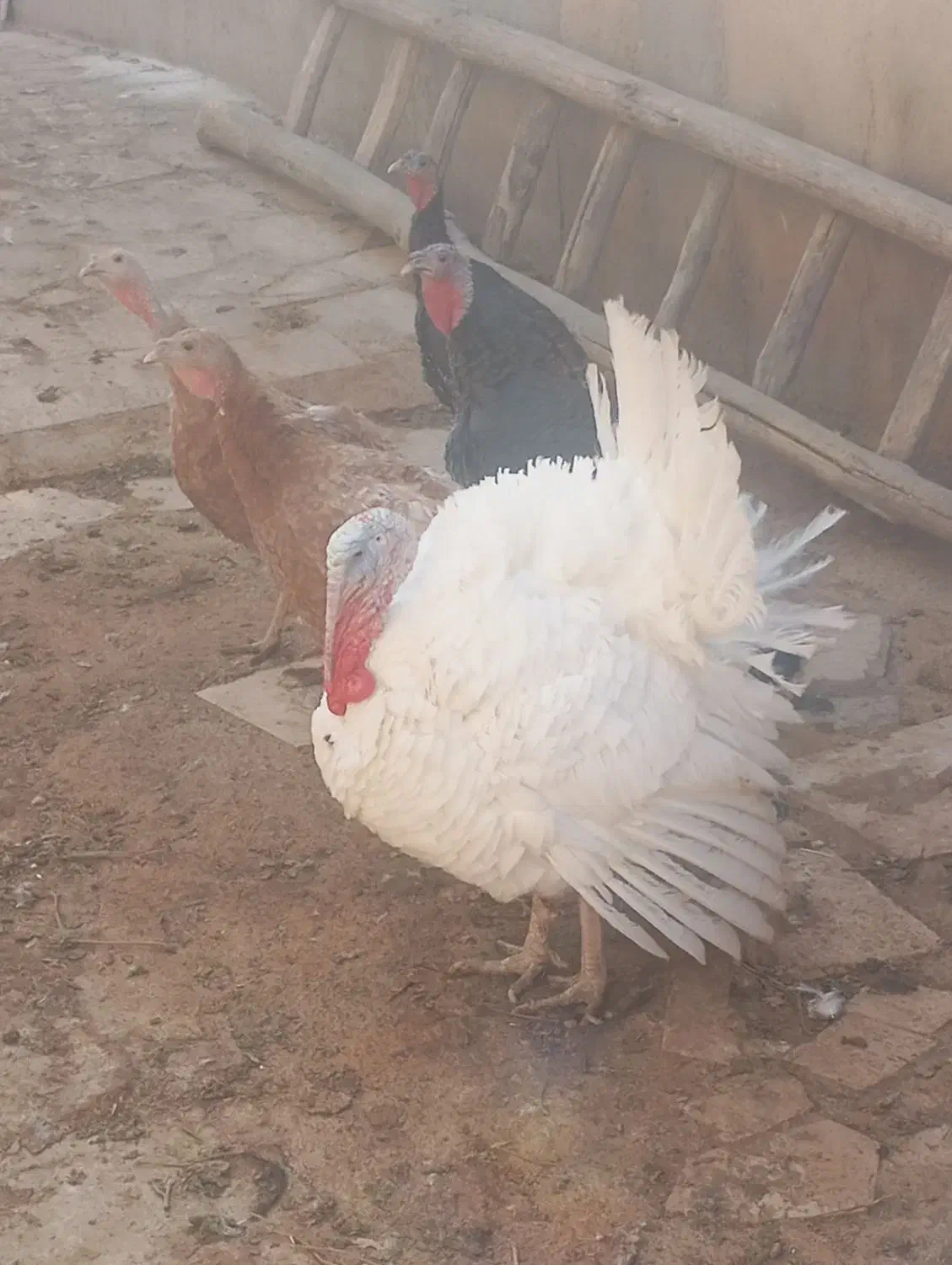 بقلمون|حیوانات مزرعه|تاکستان, |دیوار