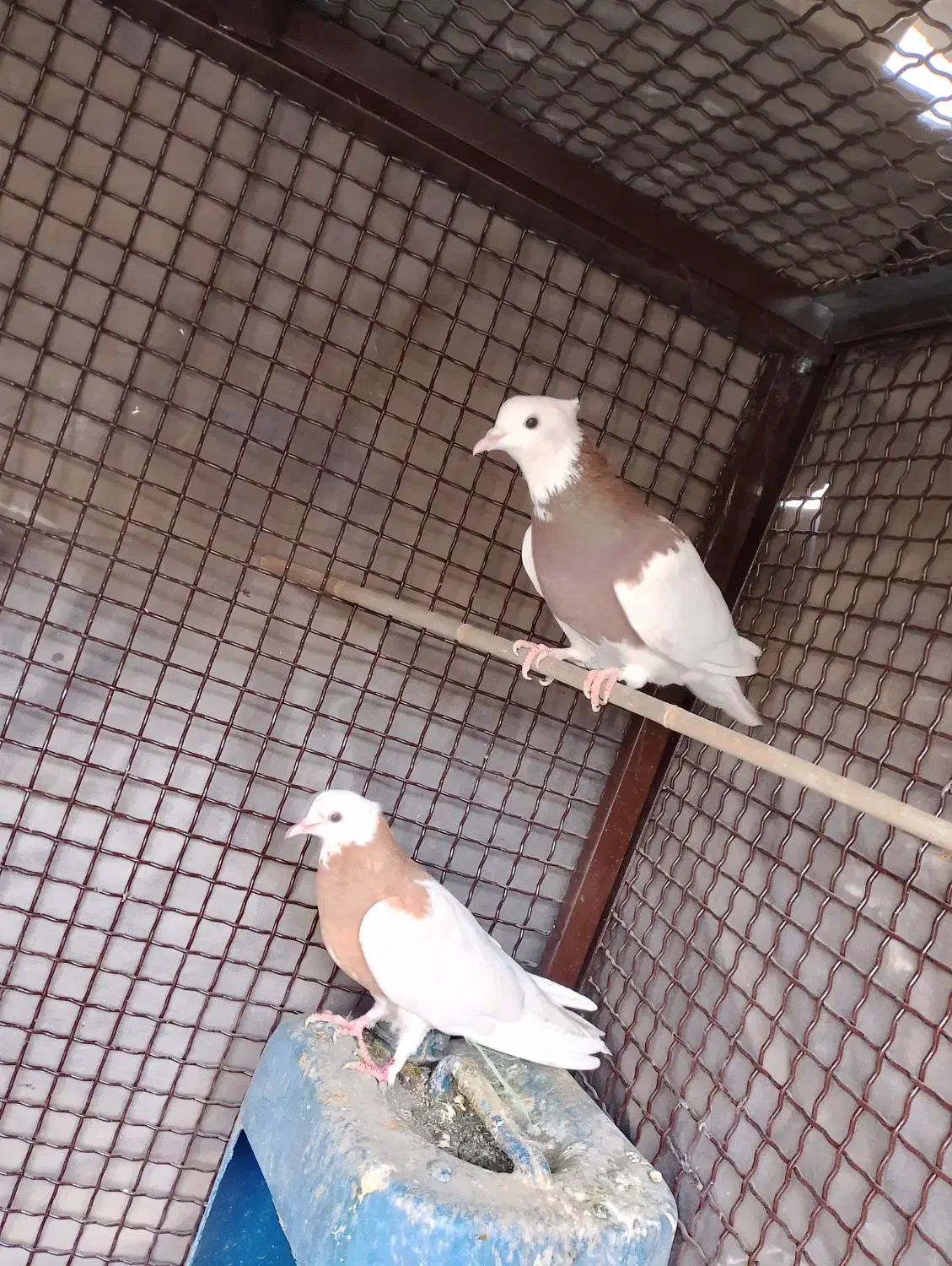 کفتر یا کبوتر طوقی|پرنده|تهران, مسعودیه|دیوار