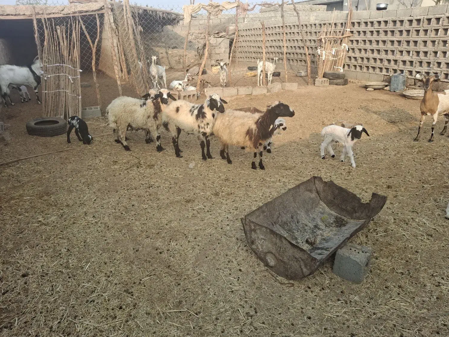 کهره و قوچ|حیوانات مزرعه|مهران (هرمزگان), |دیوار