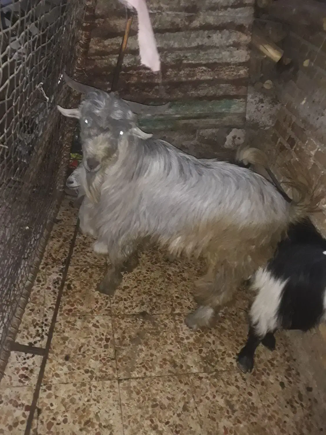 بیگ نر بفروش میرسد|حیوانات مزرعه|ایذه, |دیوار