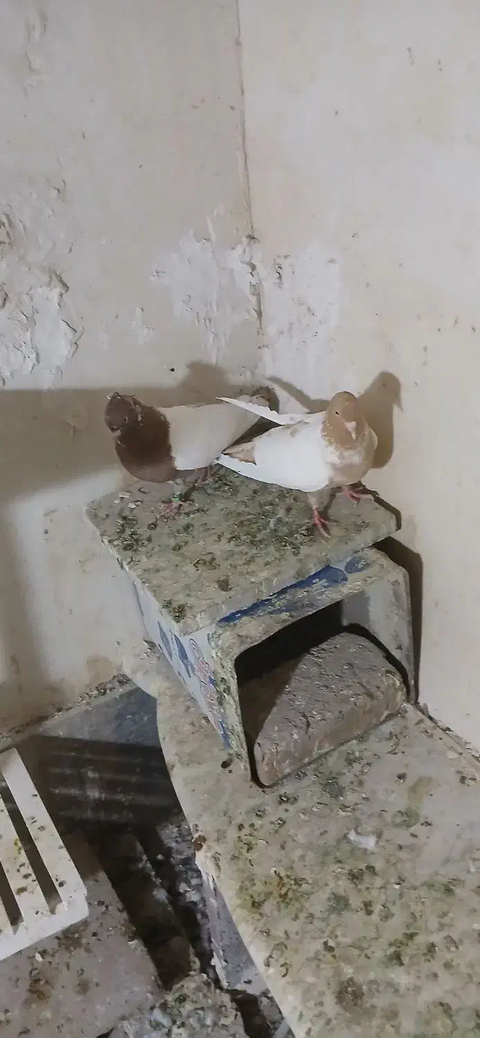 سینه پاک بشرط|پرنده|تربتحیدریه, شهرک ولیعصر|دیوار