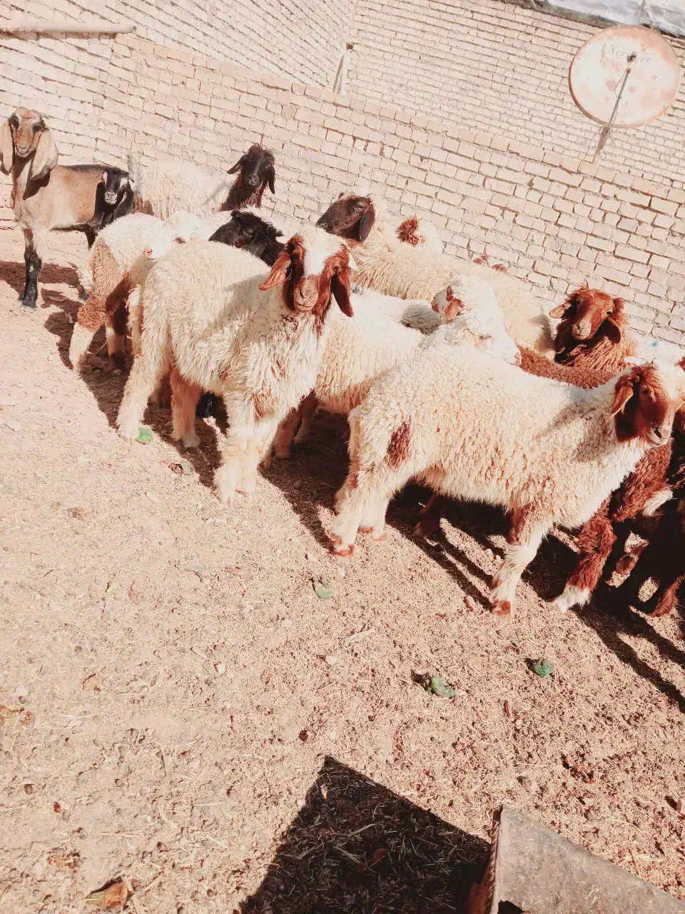 بره گوسفند|حیوانات مزرعه|اهواز, گلدشت|دیوار