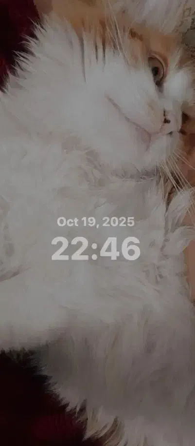 گربه نژاد دار|گربه|بیرجند, |دیوار