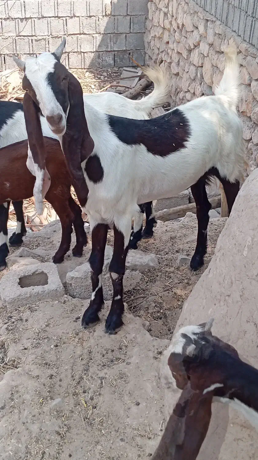 بز پاکستانی|حیوانات مزرعه|برازجان, |دیوار