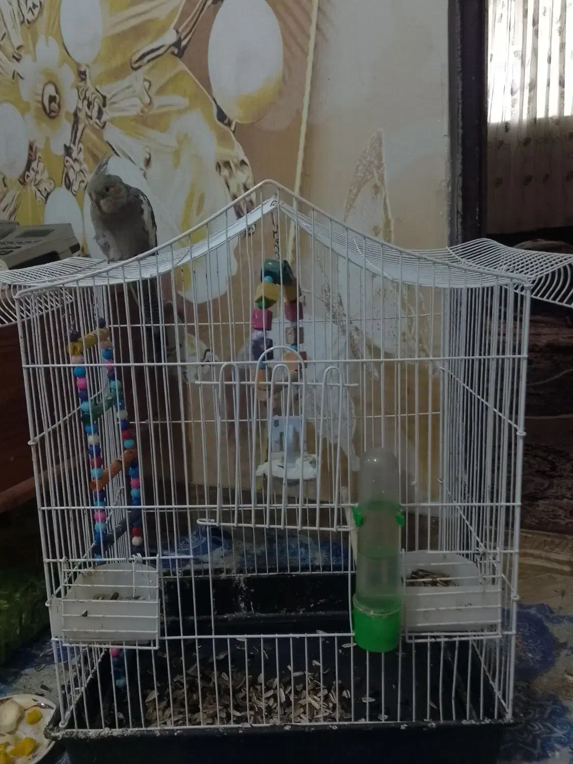 عروس هلندی با قفس|پرنده|ضیابر, |دیوار