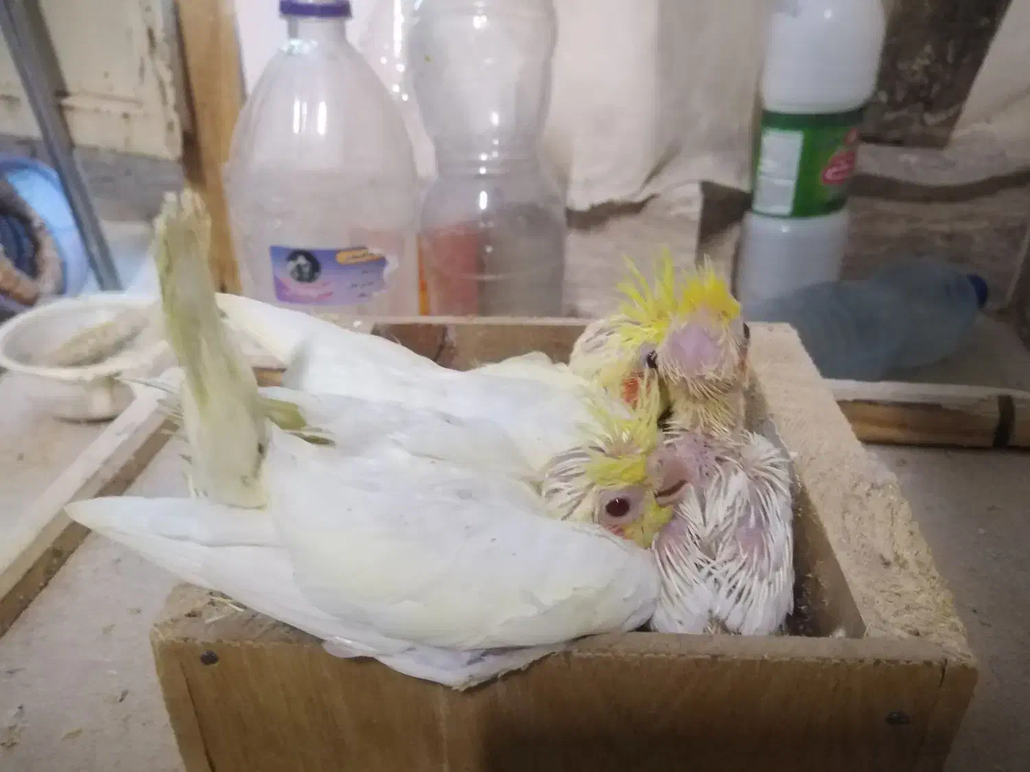 جوجه عروس|پرنده|شهرضا, |دیوار