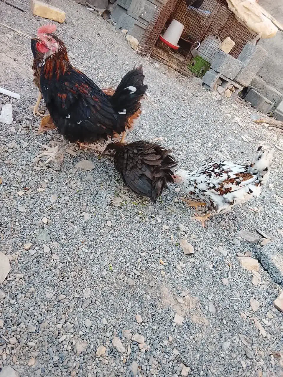 خروس و مرغ جوان|حیوانات مزرعه|بیرجند, |دیوار