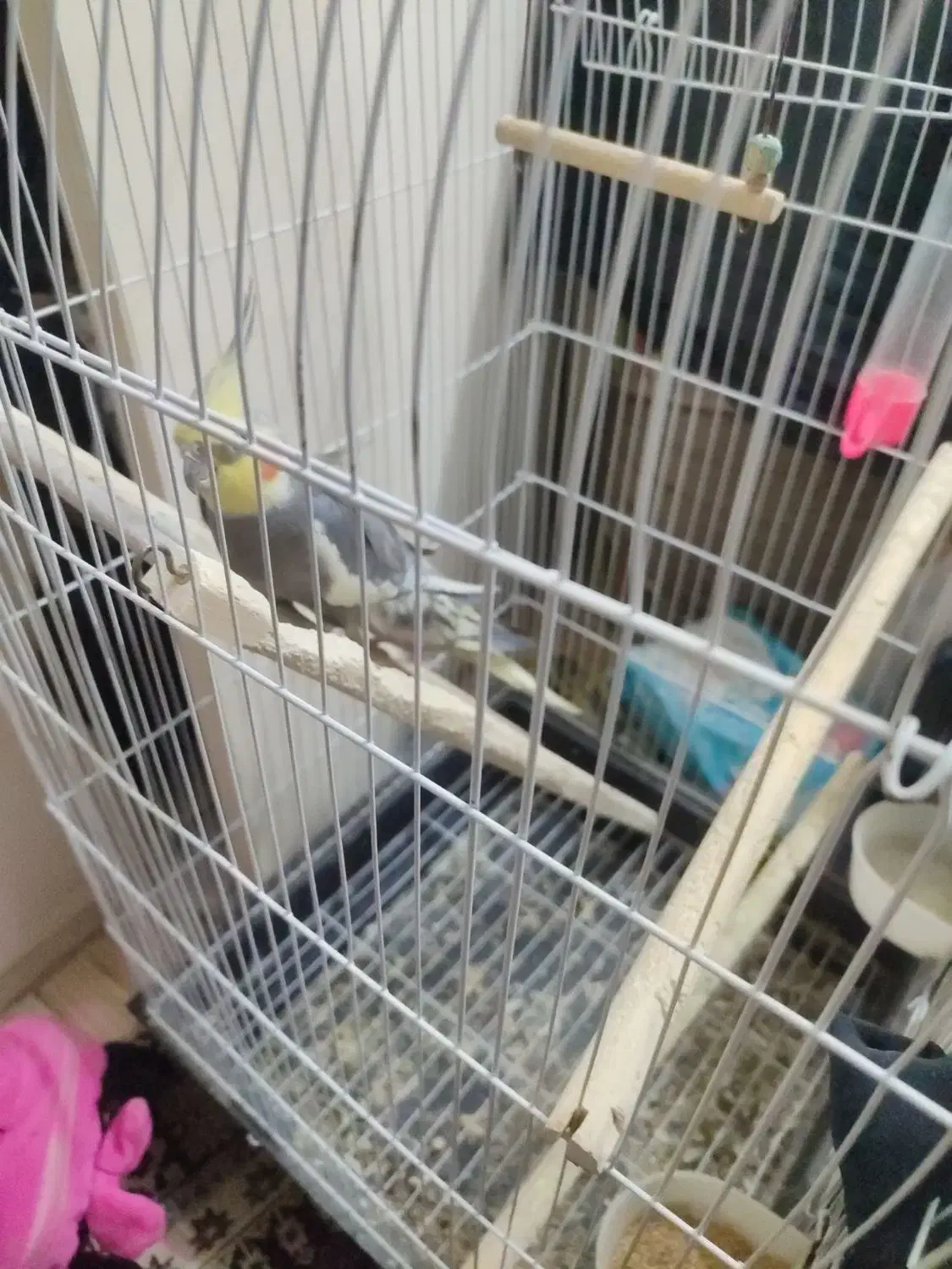 عروس هلندی|پرنده|تهران, شارق|دیوار