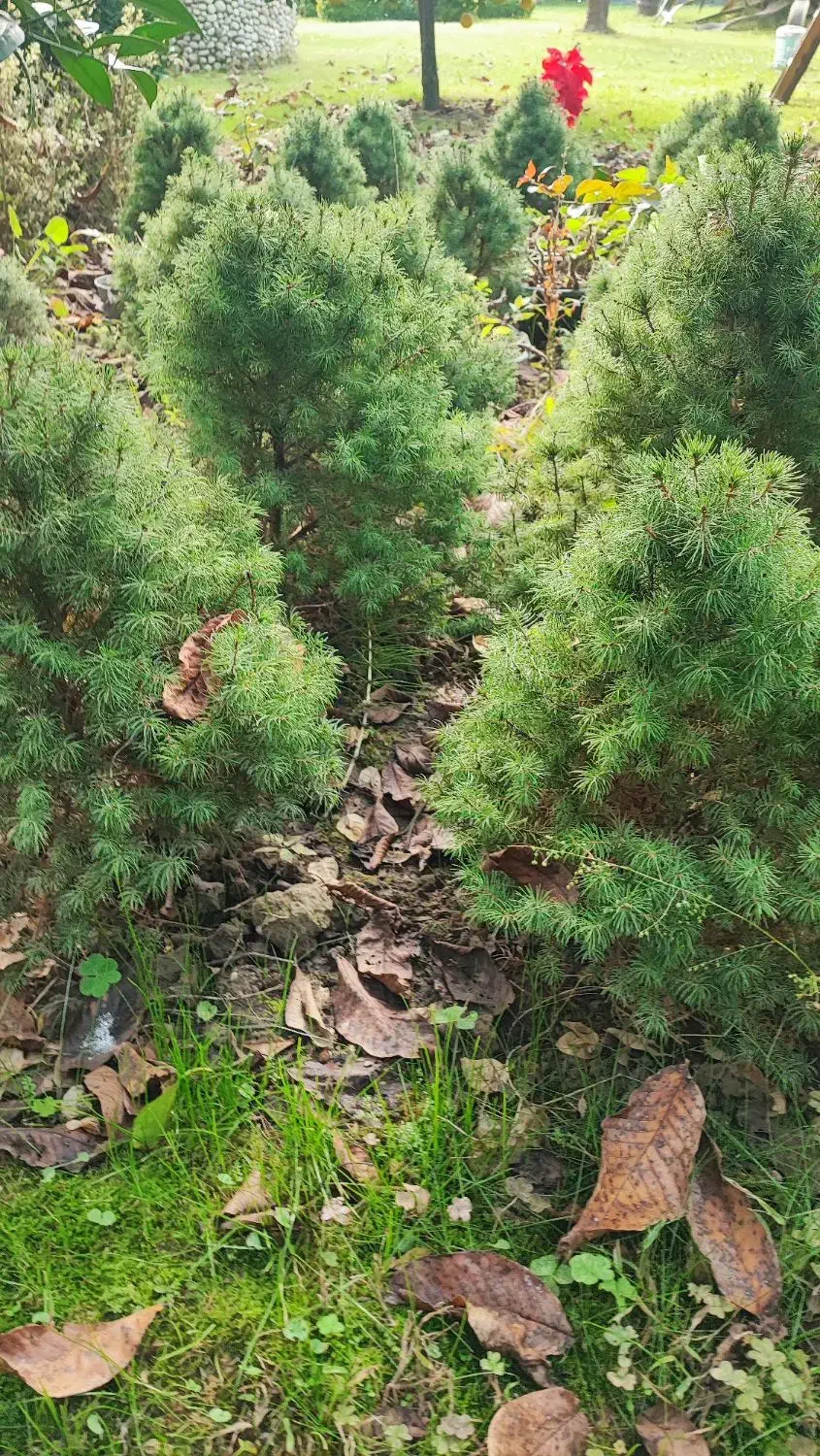 کاج کونیکا فروشی|گل و گیاه طبیعی|رویان, |دیوار