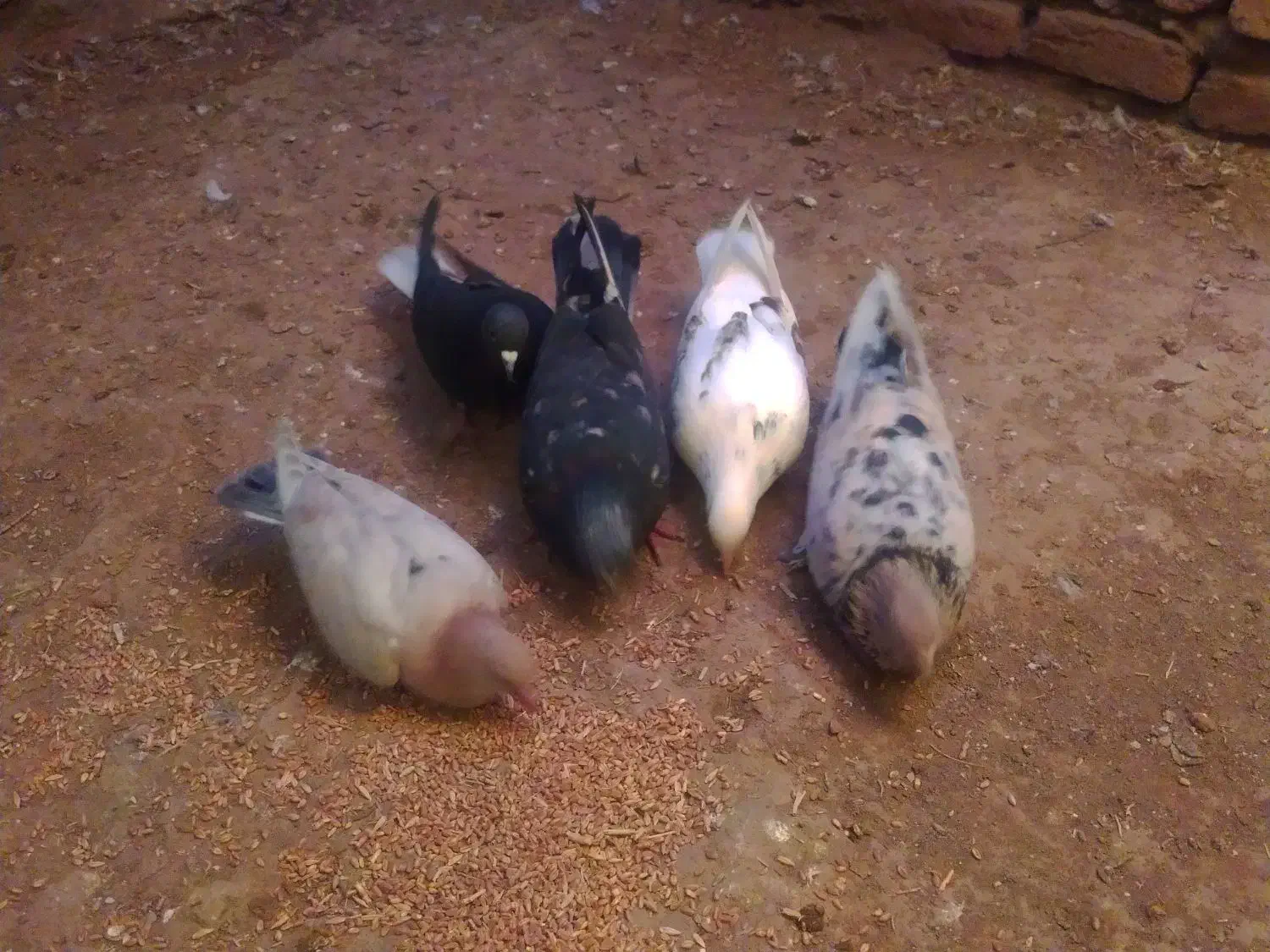 تهران سلام|بدلیجات|تهران, زعفرانیه|دیوار