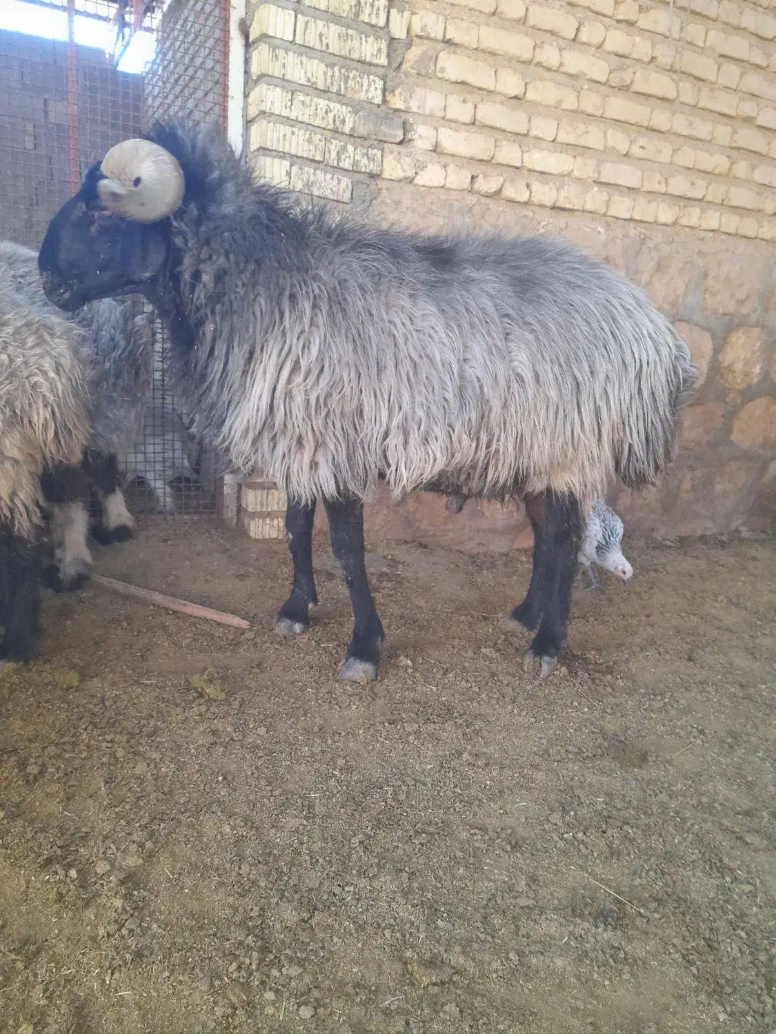 قوچ برزی سوز ملحه|حیوانات مزرعه|فسا, |دیوار