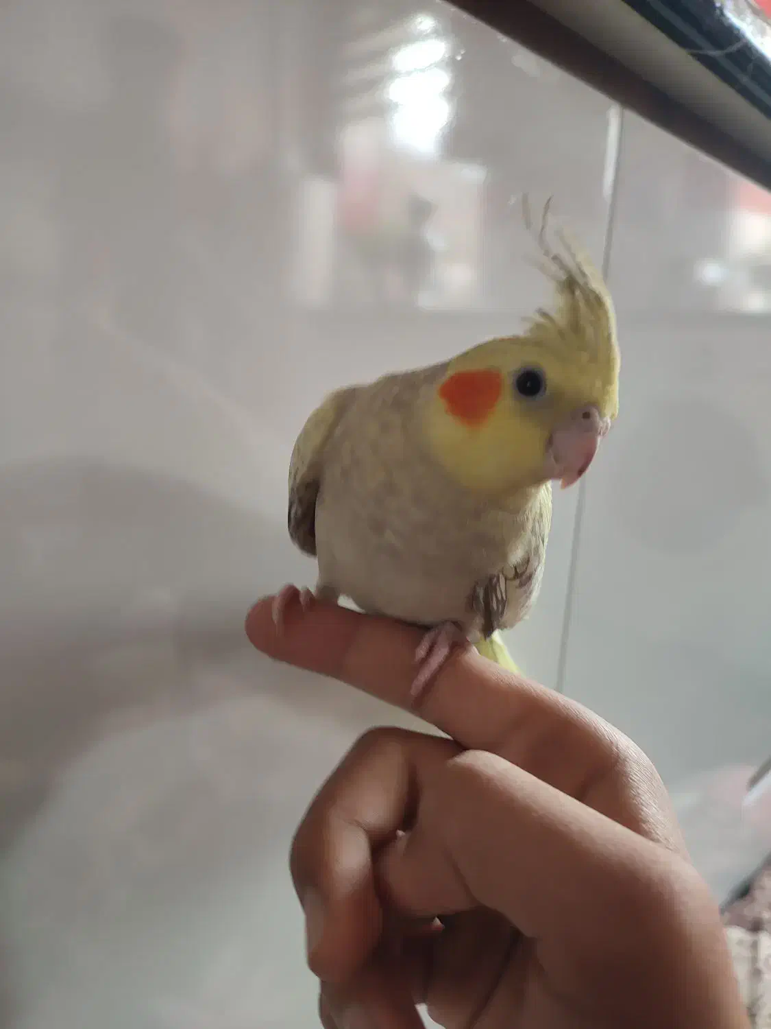 عروس هلندی دست اموز|پرنده|نقده, |دیوار