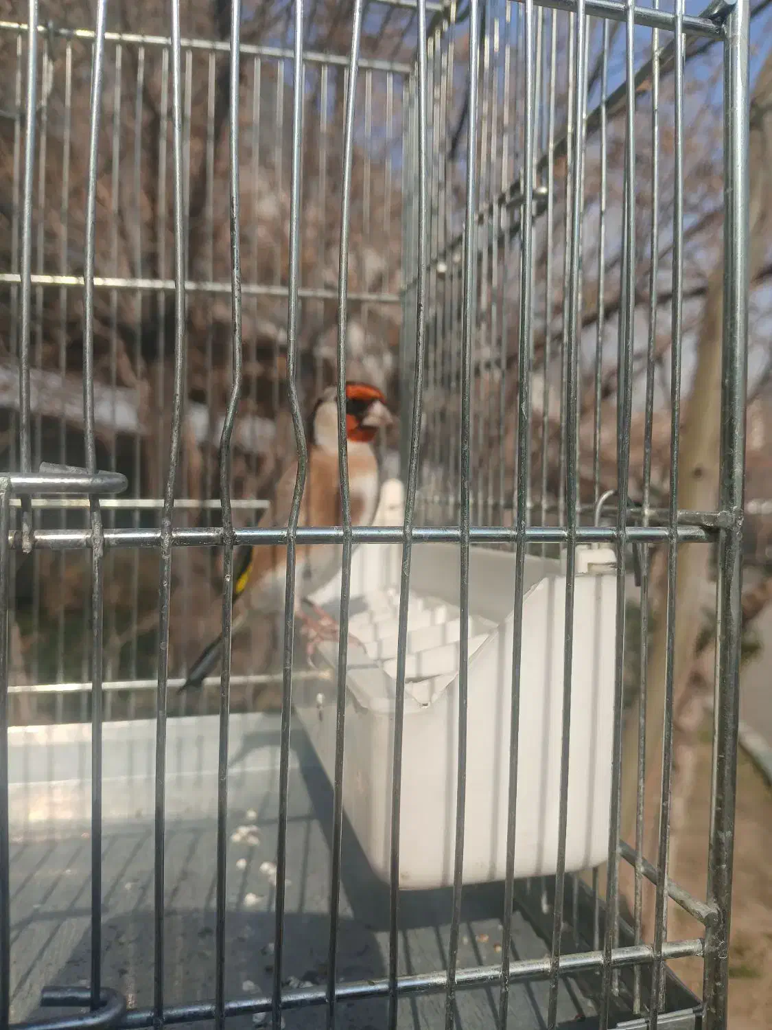 سهره نر|پرنده|تهران, پاسداران|دیوار