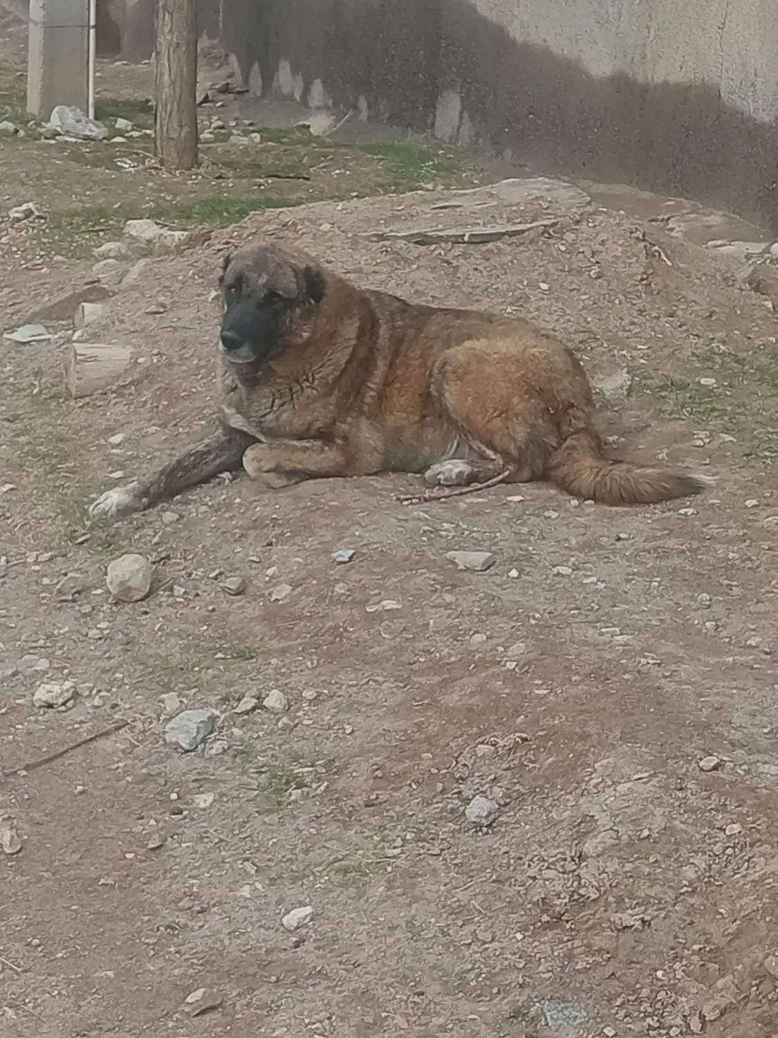 توله افغان|سگ|تایباد, |دیوار