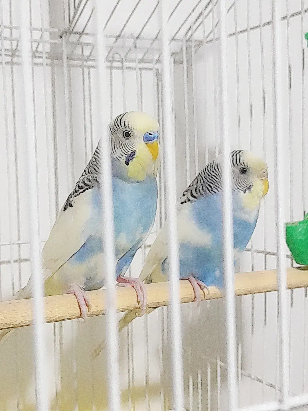 مرغ عشق|پرنده|پاکدشت, پاکدشت (مامازند)|دیوار