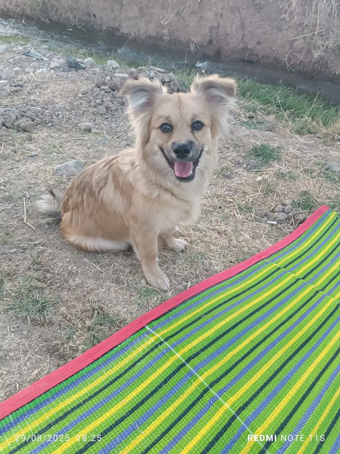 سگ پامریین خرسی|سگ|بروجرد, |دیوار