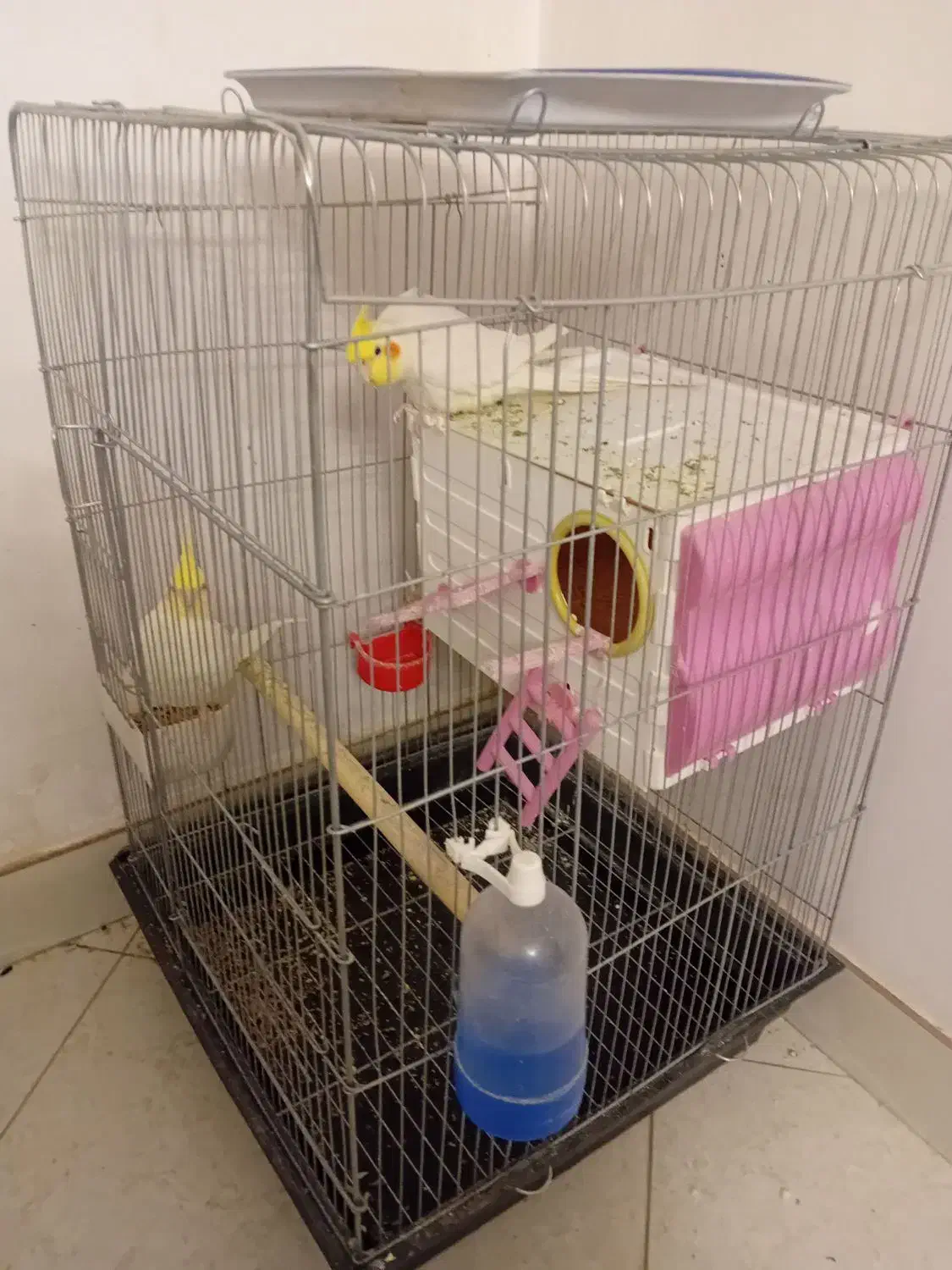 عروس هلندی|پرنده|فرمهین, |دیوار