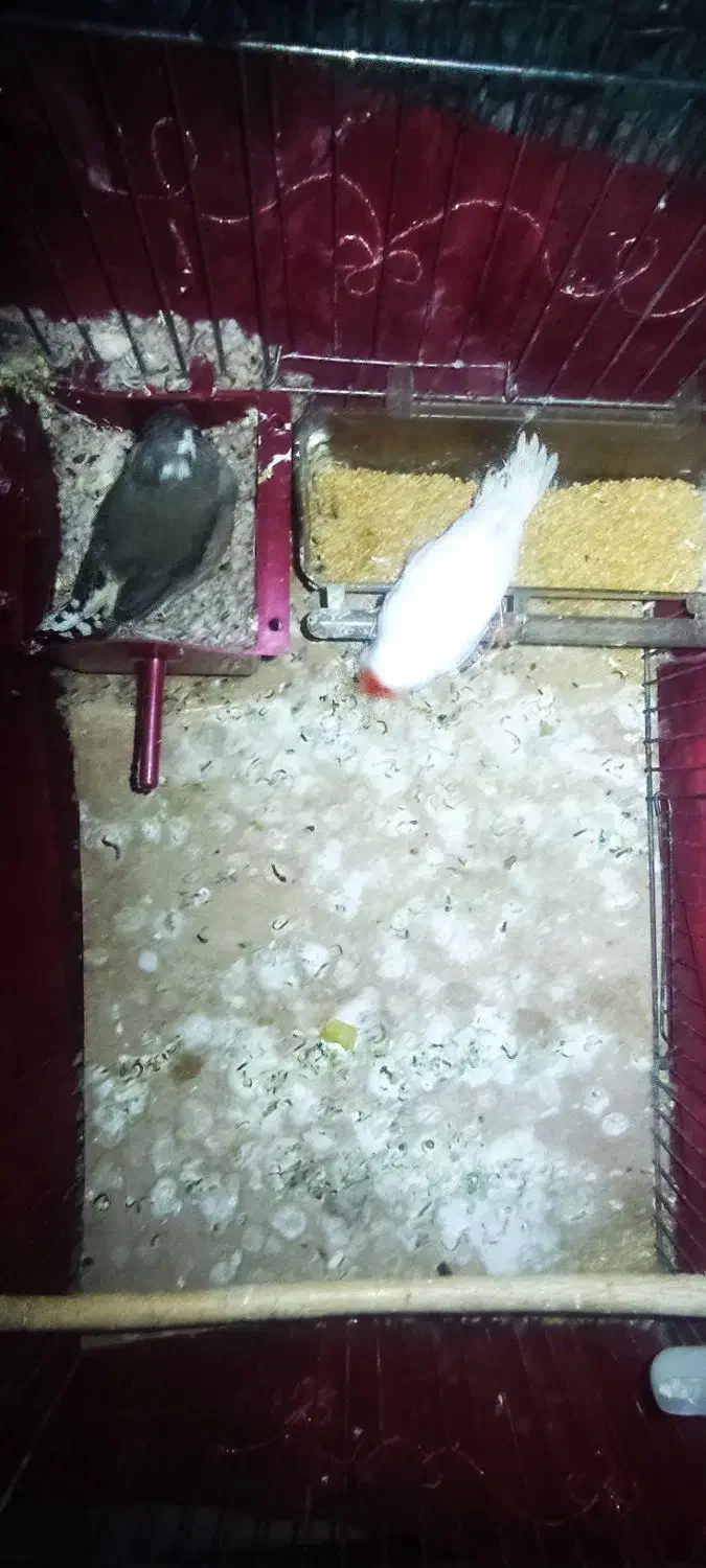 فنچ مولد با تخم|پرنده|پاکدشت, شهرک انقلاب|دیوار