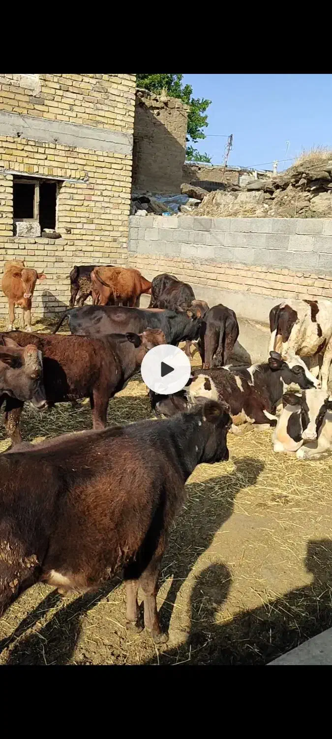 فروش ویژه گوساله نر لاغر|حیوانات مزرعه|جوادآباد, |دیوار