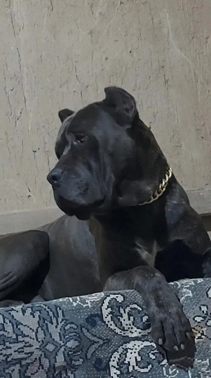 سگ کنکورسو ماستیف هیولا|سگ|تهران, شهرک آزمایش|دیوار