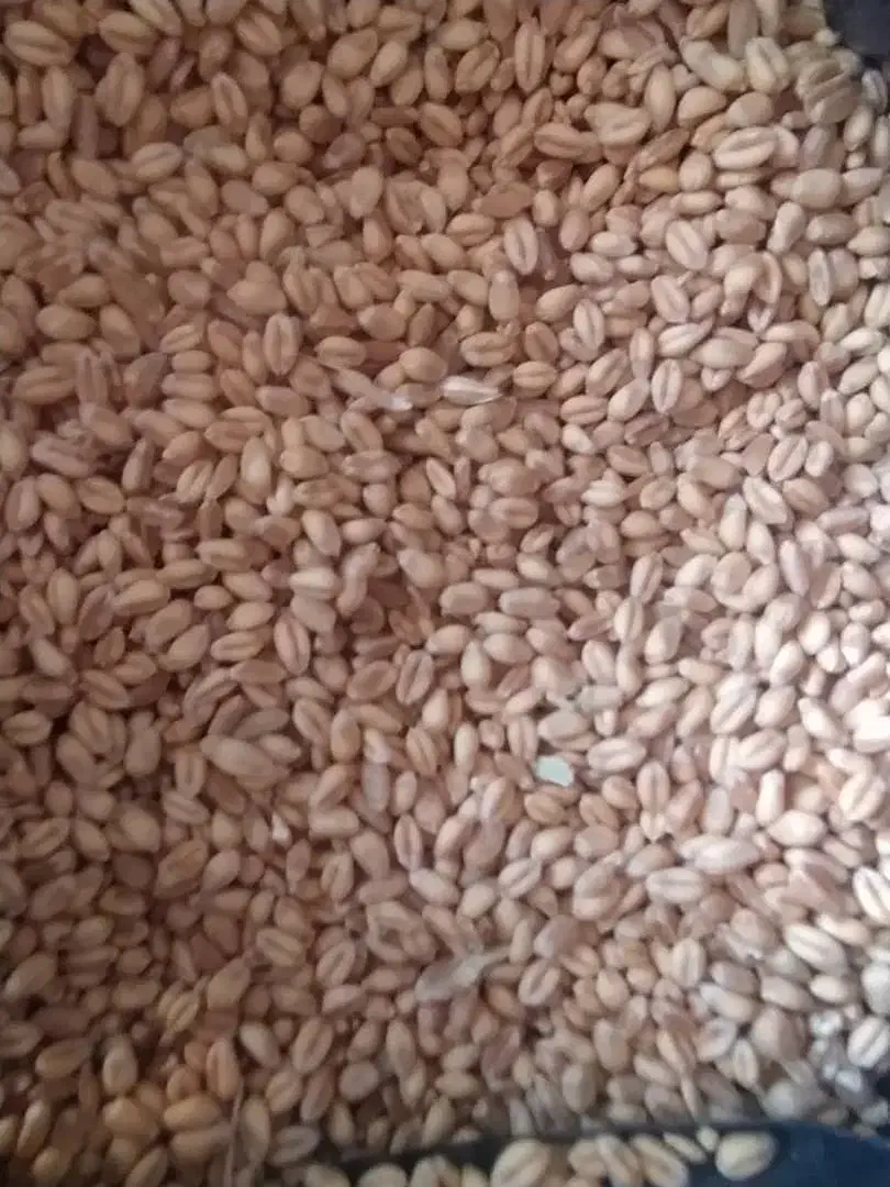 گندوم|عمده‌فروشی|بروجرد, |دیوار