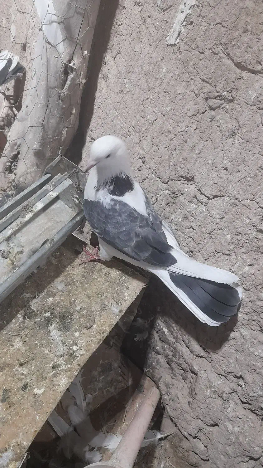 کبوتر غریب|پرنده|ایجرود, |دیوار