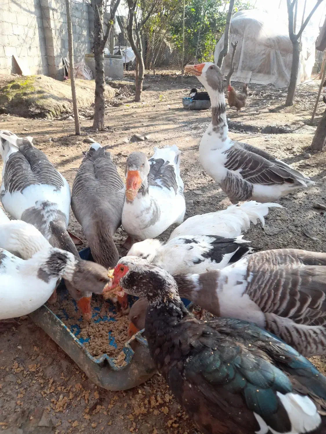 غاز و خروس|حیوانات مزرعه|سنگر, |دیوار