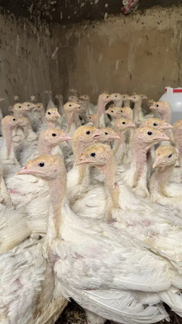 جوجه بوقلمون گوشتی بیوتی ۶|حیوانات مزرعه|آباده, |دیوار