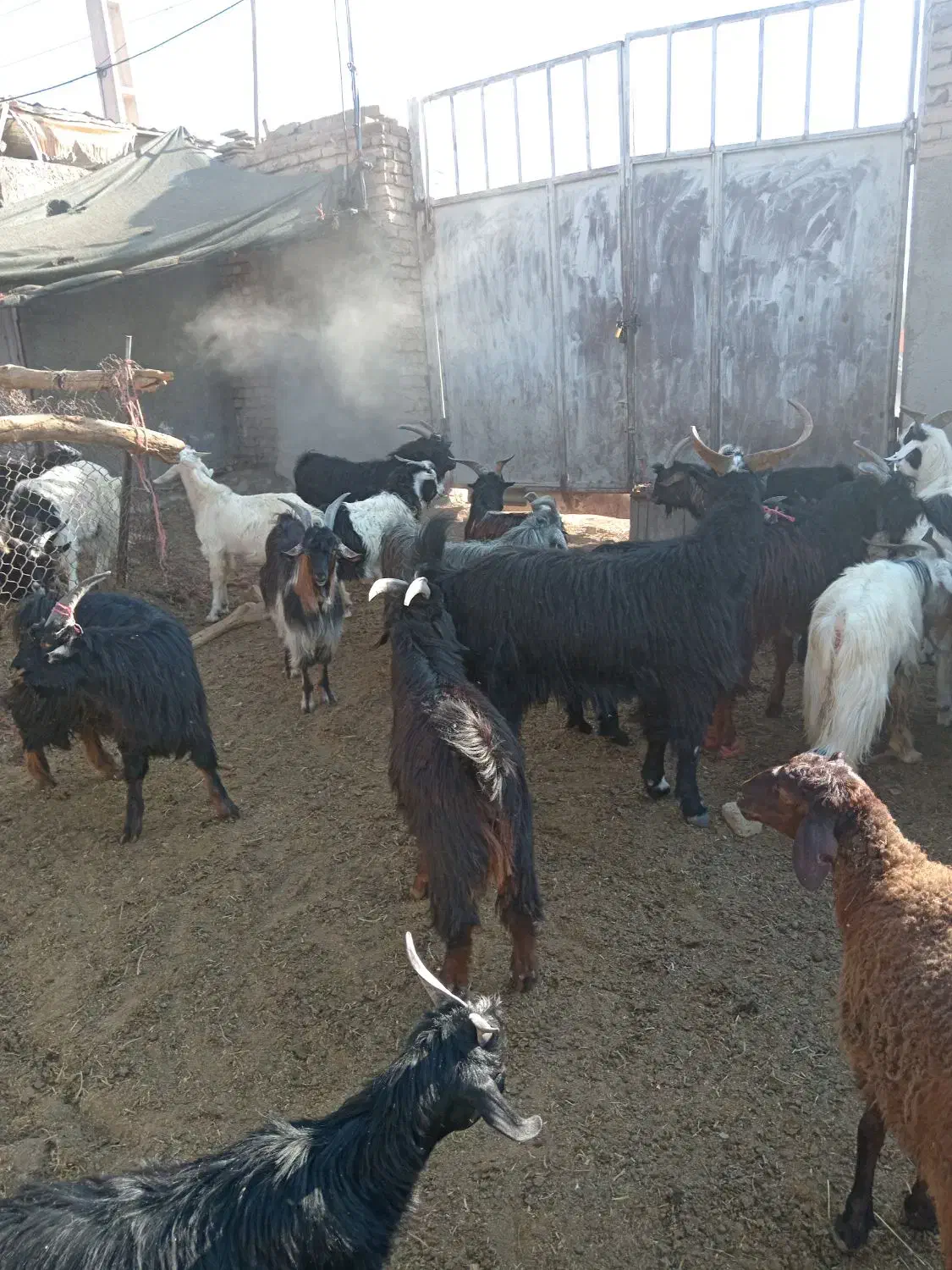 بره شیشک میش قوچ بزغاله، بز|حیوانات مزرعه|پیشوا, |دیوار