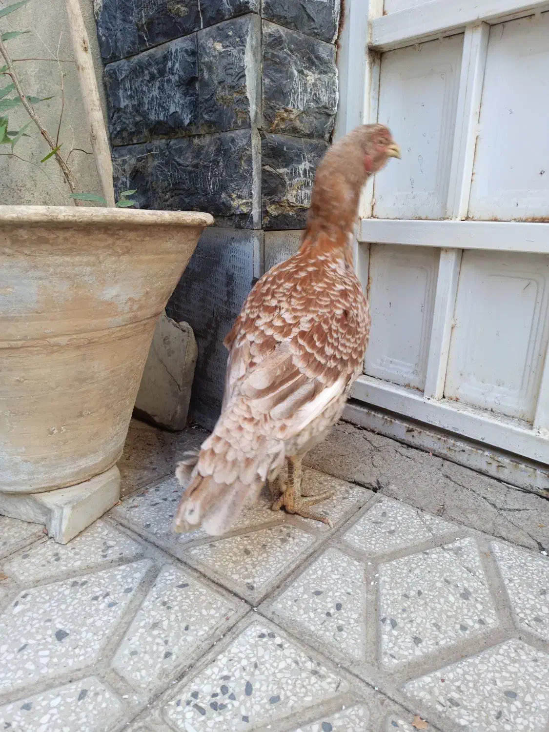 مرغ لاری ،رنگ خاص ،وارداتی از عراق|حیوانات مزرعه|تهران, امیر بهادر|دیوار