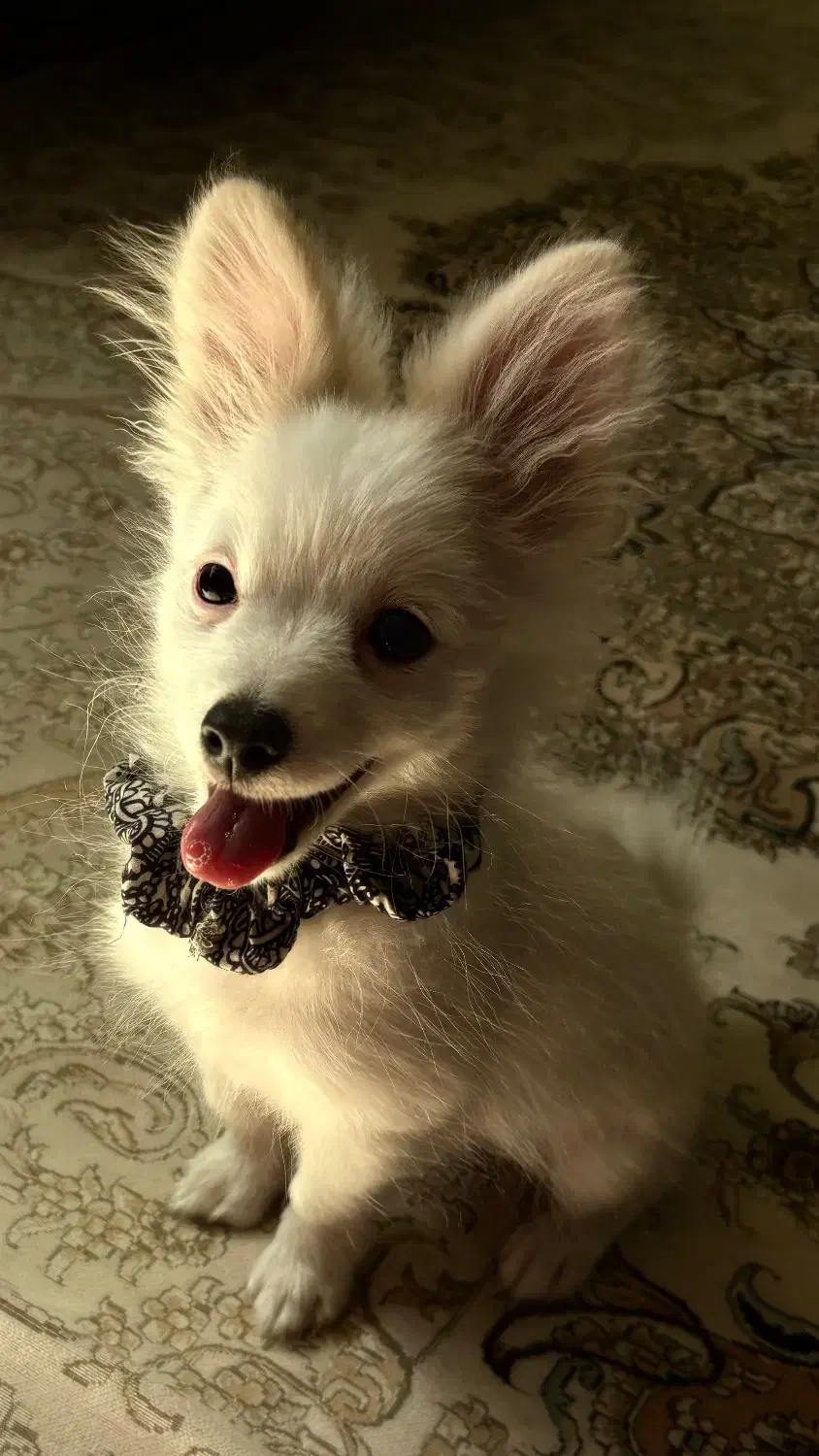 توله سگ پامرانین /پامر روباهی نر|سگ|ری, دیلمان|دیوار