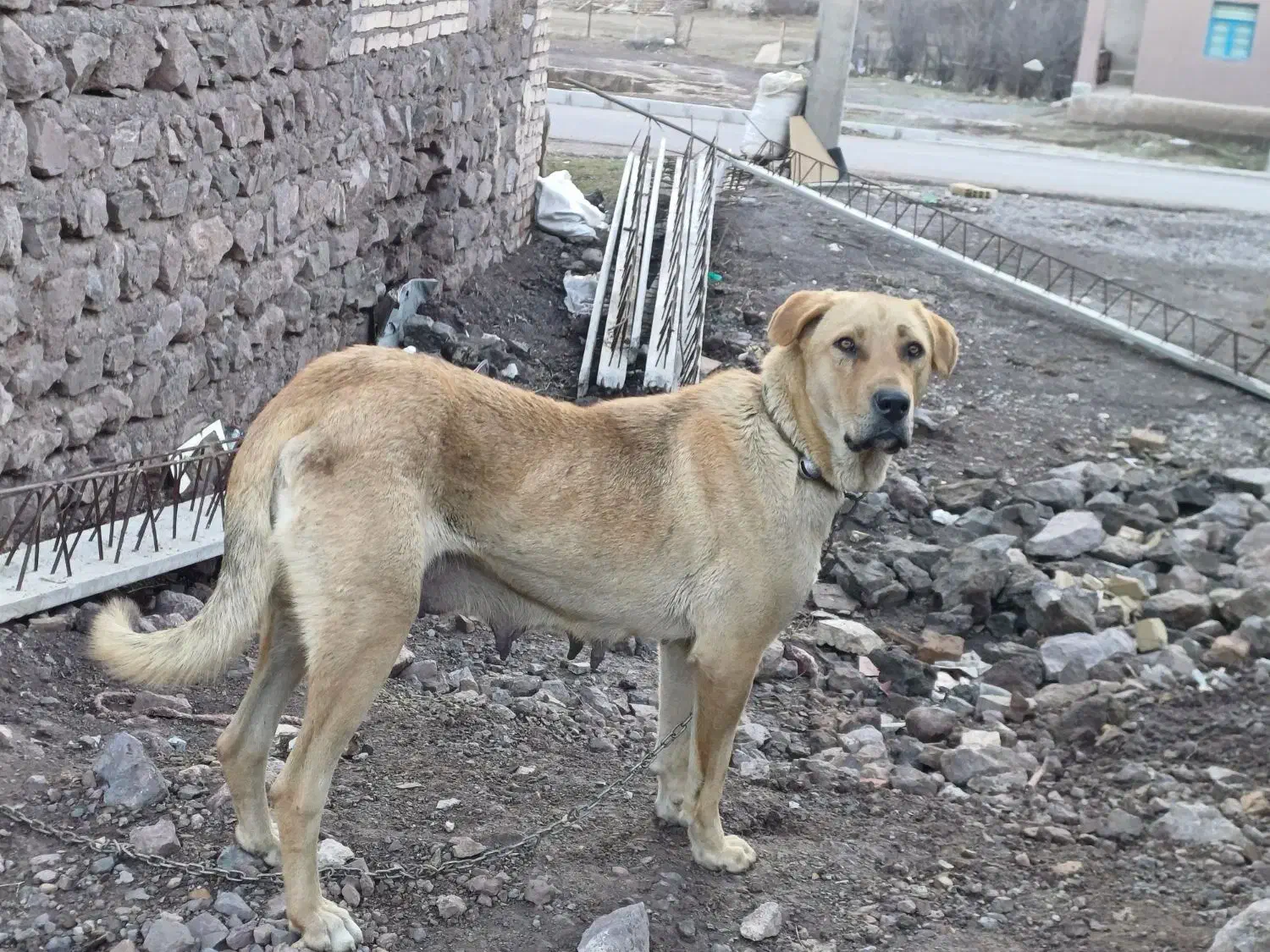 سگ پژدر|سگ|قزوین, |دیوار