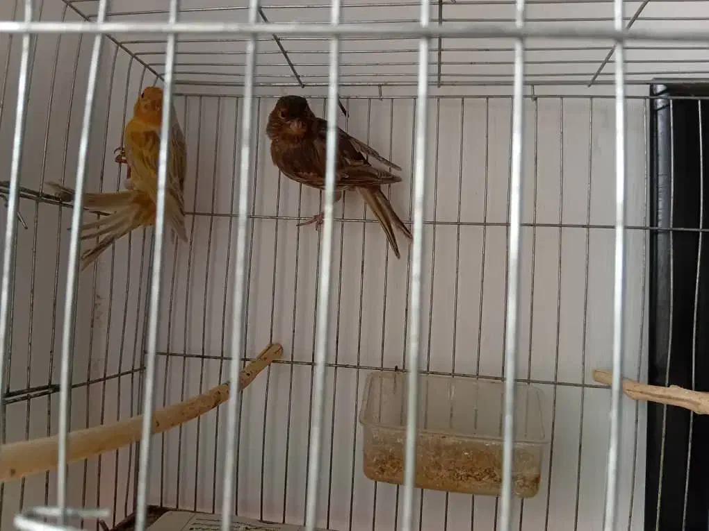 تعدادی قناری|پرنده|رودسر, |دیوار