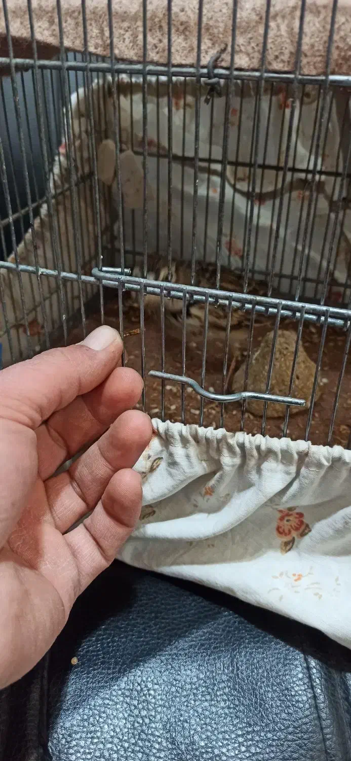 سهره خاکی|پرنده|هشتگرد, شهرک افشاریه|دیوار