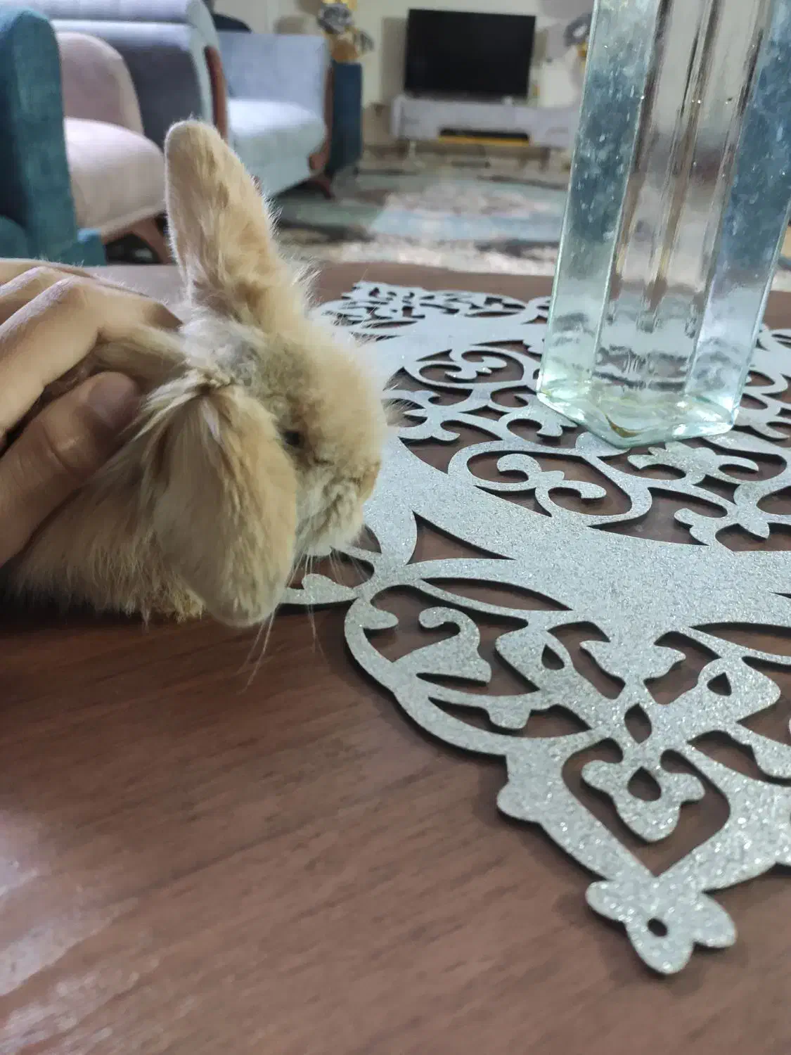 خرگوش مینیاتوری|موش و خرگوش|مشهد, تربیت (صدف)|دیوار