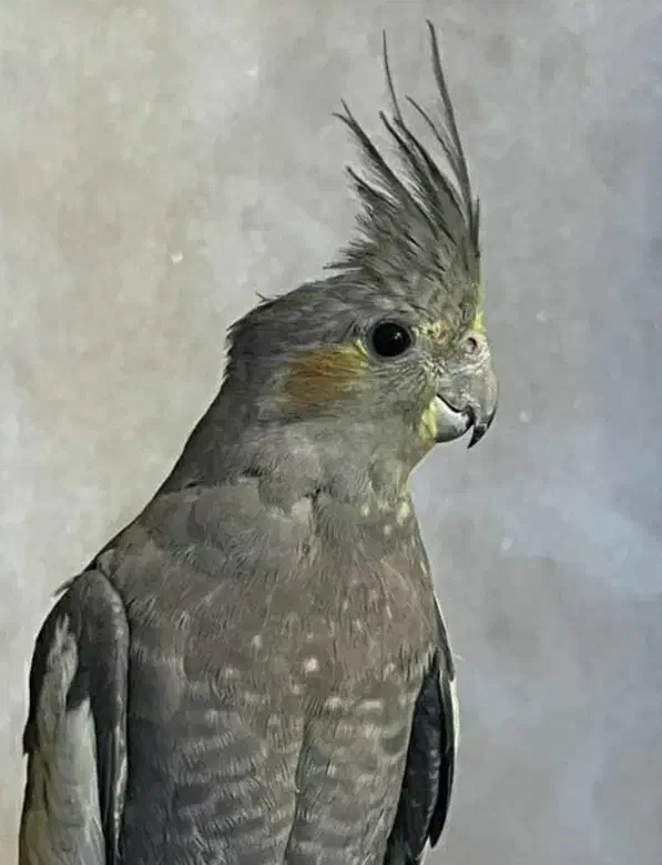 عروس هلندی ماده مست مست|پرنده|اسلامشهر, مطهری|دیوار