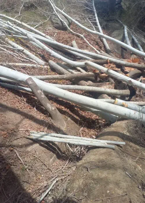 خرید و فروش انواع چوب های صنعتی و جنگلی|خدمات باغبانی و درختکاری|هشتگرد, تهران دشت|دیوار