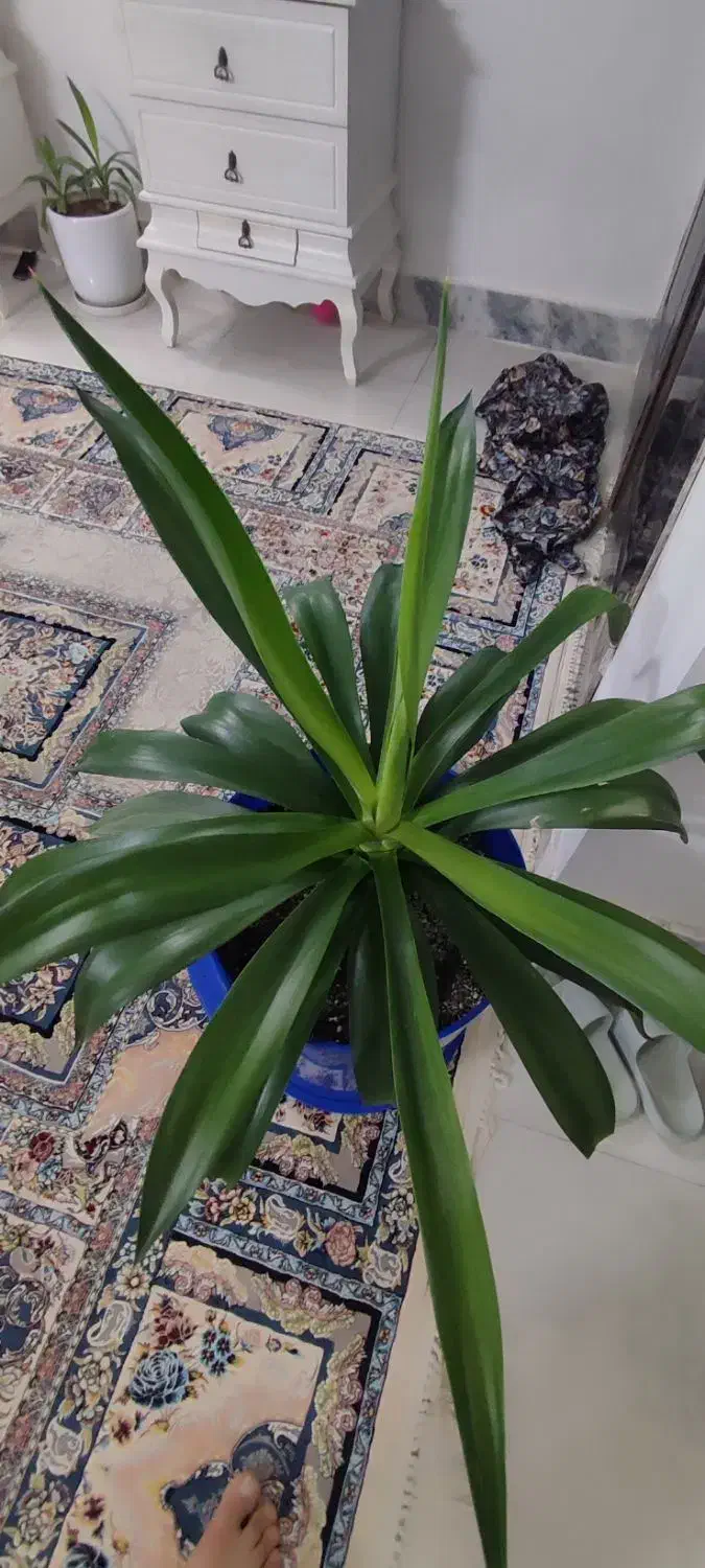 گل آگوا تایلندی|گل و گیاه طبیعی|مشهد, ایثارگران|دیوار