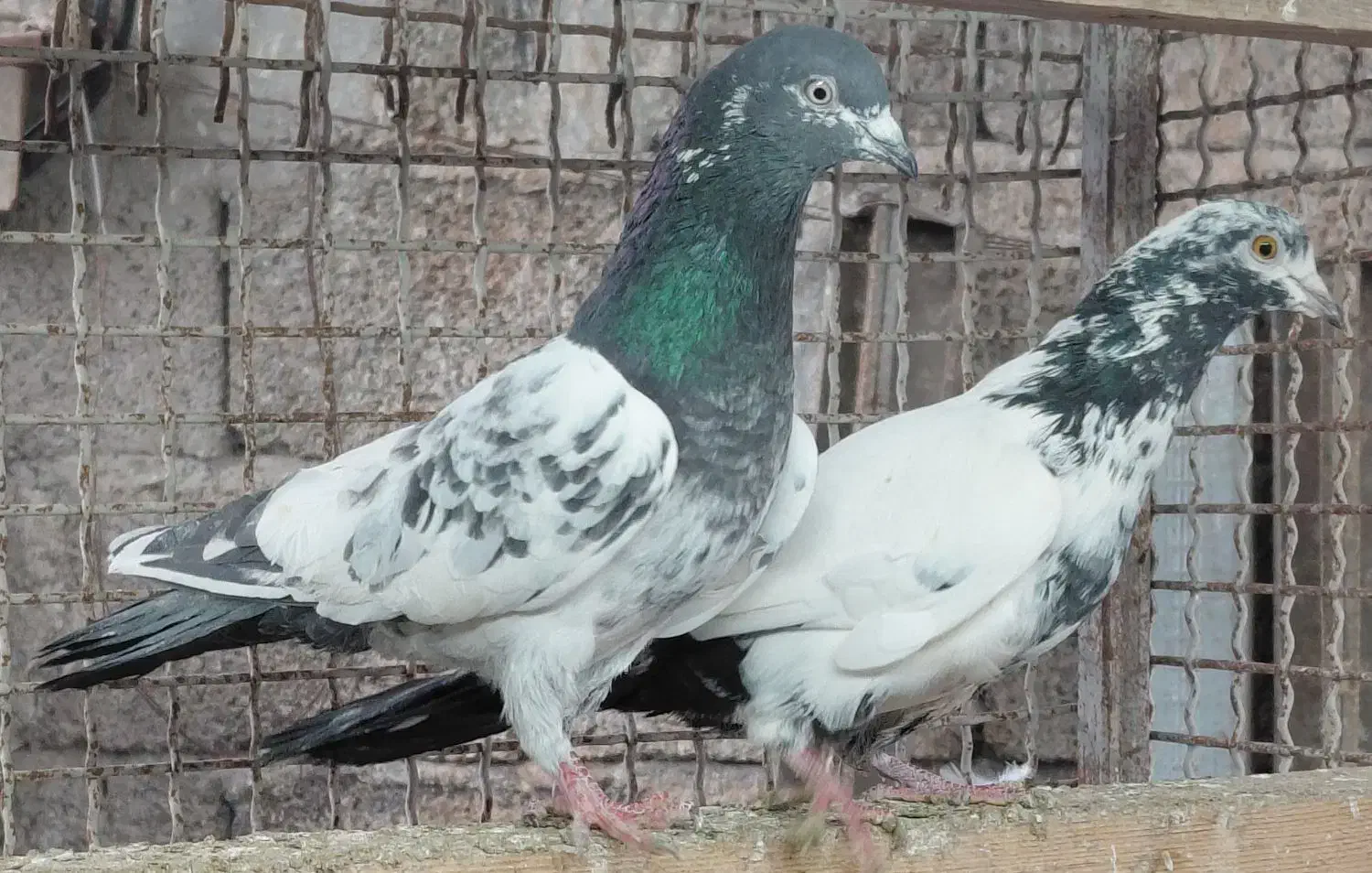 کبوتر. کلدمسبز|پرنده|قائمشهر, |دیوار