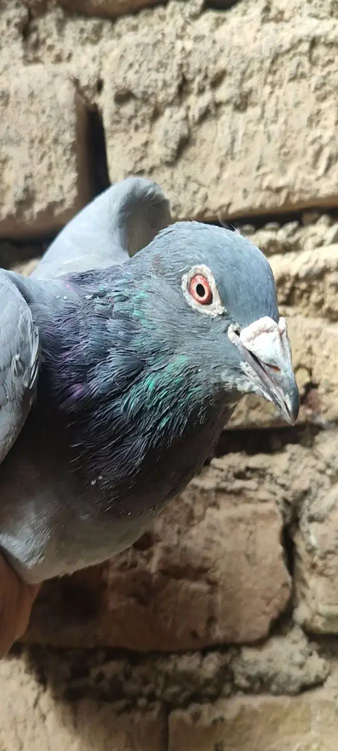 سبز المان مسافتی|پرنده|نیشابور, چمبران|دیوار