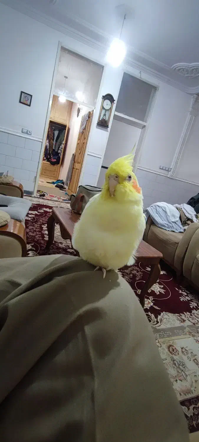 گم شده ساعت ۳|حیوانات|برازجان, |دیوار