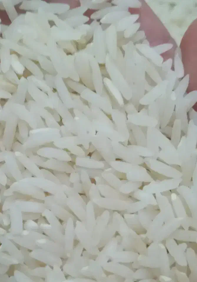 برنج هاشمی ( راتون یا شا بج) درجه یک|خوردنی و آشامیدنی|تولم شهر, |دیوار