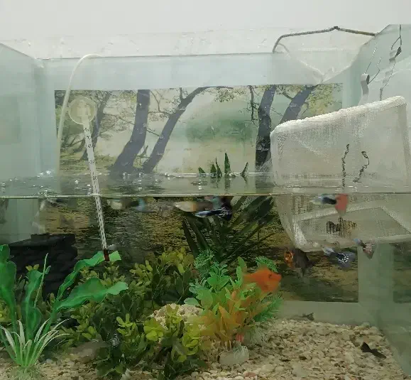 ماهی گوپی مولی|ماهی|زاهدان, |دیوار