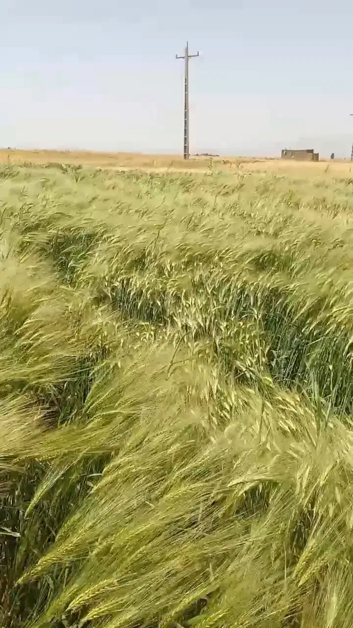 جو دیم|خدمات باغبانی و درختکاری|سجاس رود, |دیوار