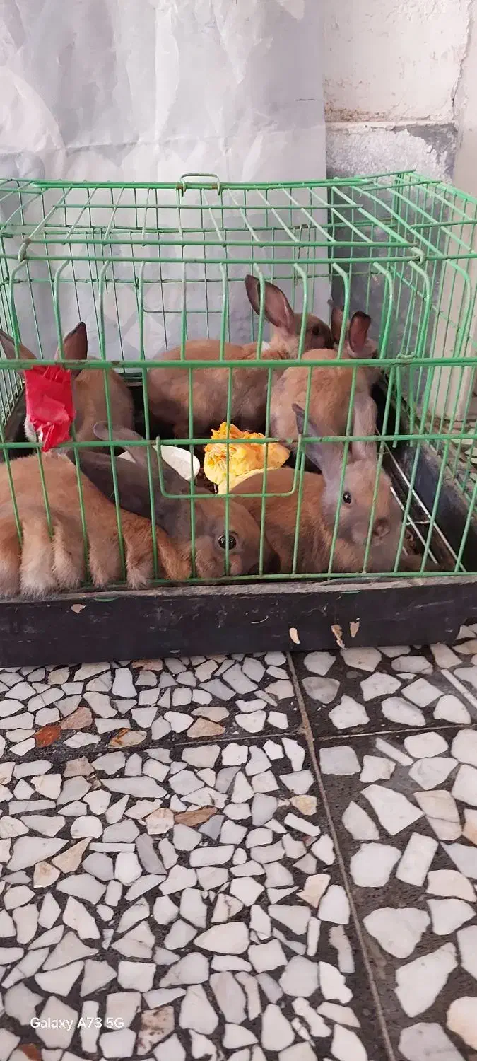 فروش خرگوش کوچک و بالغ|موش و خرگوش|بابل, |دیوار