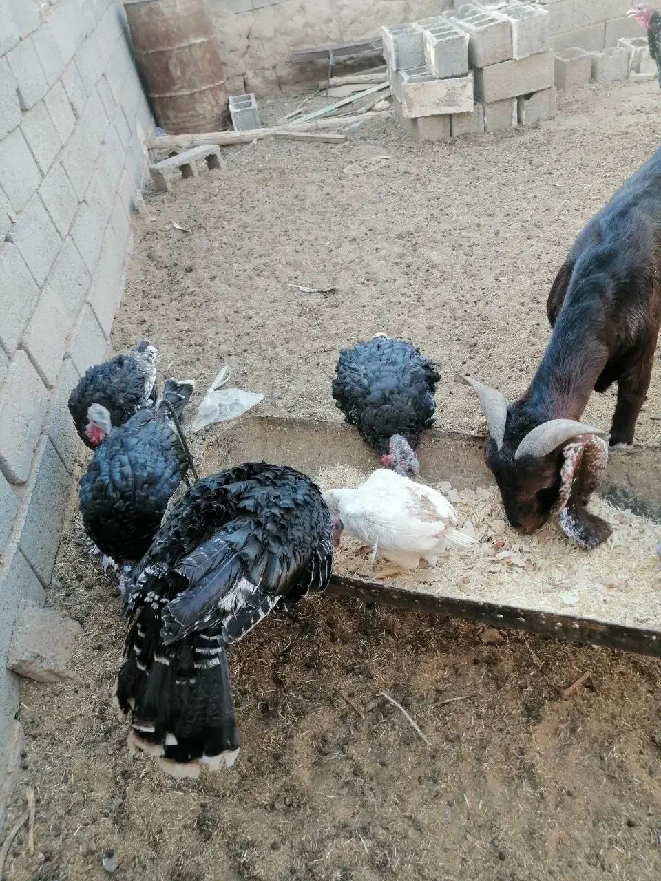 مرغ وبوقلمون|حیوانات مزرعه|خواف, |دیوار